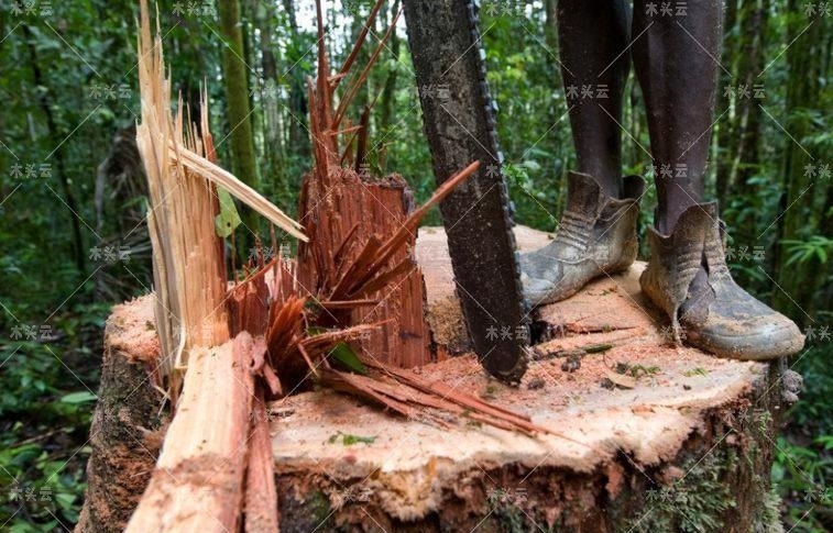 巴新已失去11%的森林覆盖率